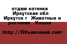 отдам котенка  - Иркутская обл., Иркутск г. Животные и растения » Кошки   
